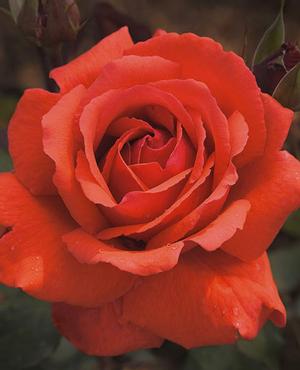 Photo courtesy of Weeks Roses