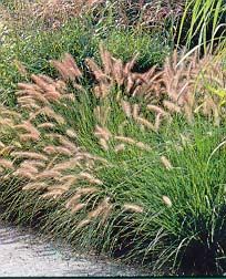 HAMELN DWARF FOUNTAIN GRASS