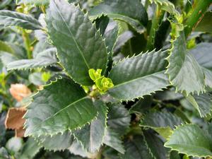 Photo courtesy of Greenleaf Nursery