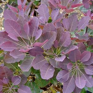 Photo courtesy of Greenleaf Nursery