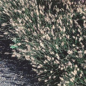 LITTLE BUNNY DWARF FOUNTAIN GRASS