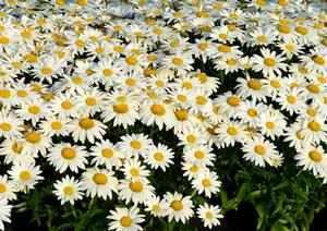 Courtesy of Terra Nova Nurseries 