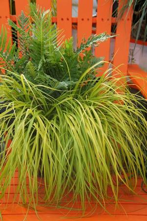 Photo courtesy of Greenleaf Nursery