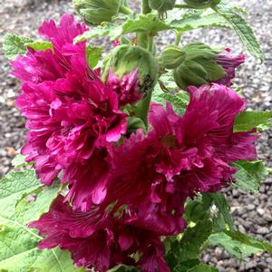 Copyright Sooner Plant Farm