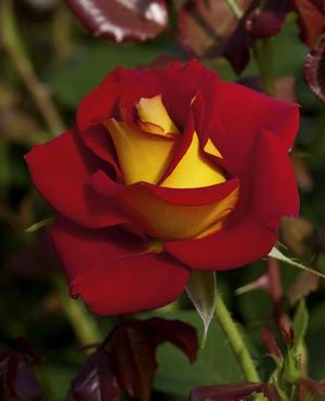 Photo courtesy of Weeks Roses