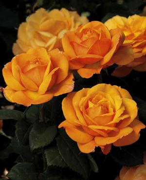 Photo courtesy of Weeks Roses