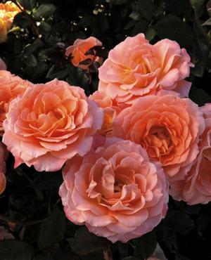 Photo courtesy of Weeks Roses
