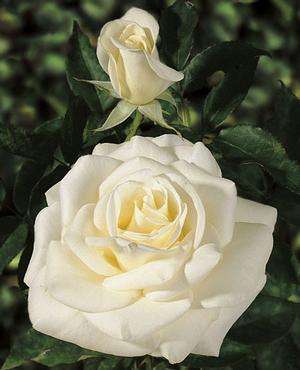 Photo courtesy of Weeks Roses
