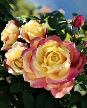 Photo courtesy of Weeks Roses