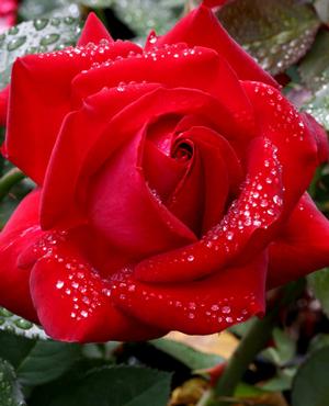 Photo courtesy of Weeks Roses