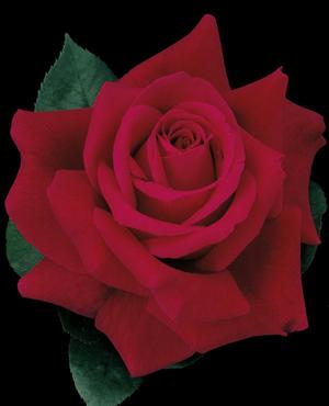 Photo courtesy of Weeks Roses