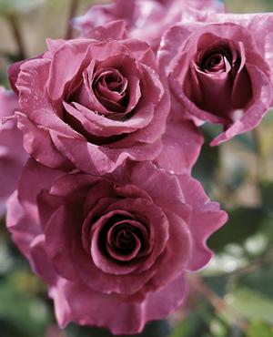 Photo courtesy of Weeks Roses