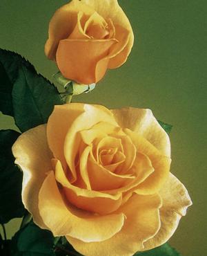Photo courtesy of Weeks Roses