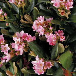 Photo courtesy of Greenleaf Nursery