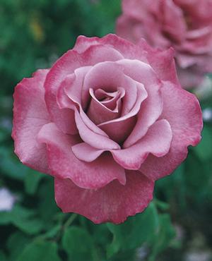 Photo courtesy of Weeks Roses