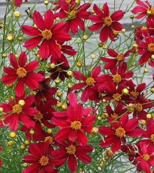 Permathread™ Red Satin Tickseed | Sooner Plant Farm