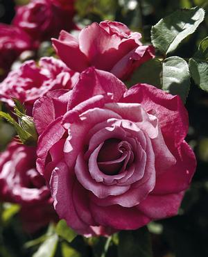 Photo courtesy of Weeks Roses