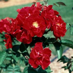Photo courtesy of Greenleaf Nursery