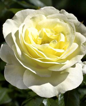 Photo courtesy of Weeks Roses
