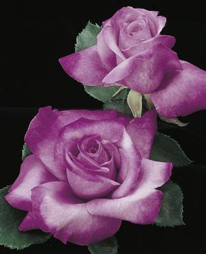Photo courtesy of Weeks Roses