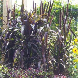 PURPLE MAJESTY ORNAMENTAL MILLET