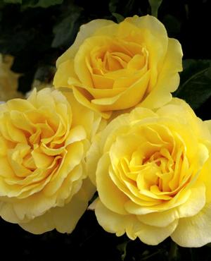 Photo courtesy of Weeks Roses