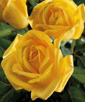 Photo courtesy of Weeks Roses