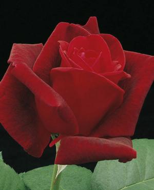 Photo courtesy of Weeks Roses