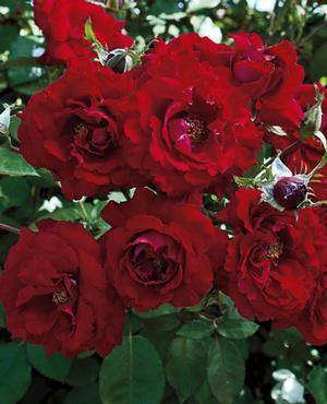 Photo courtesy of Weeks Roses