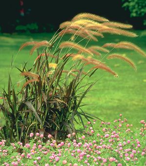BURGUNDY GIANT FOUNTAIN GRASS