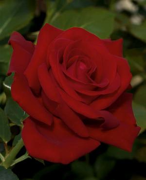 Photo courtesy of Weeks Roses