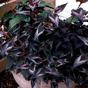 Photo courtesy of Greenleaf Nursery