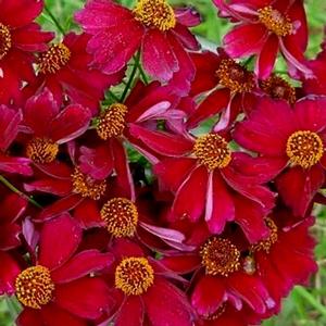 Photo courtesy of Greenleaf Nursery