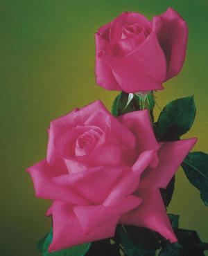Photo courtesy of Weeks Roses