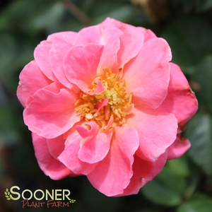 Image Property of Sooner Plant Farm