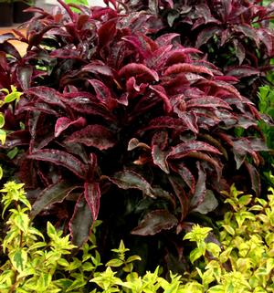 Photo courtesy of Greenleaf Nursery