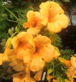 Photo courtesy of Greenleaf Nursery