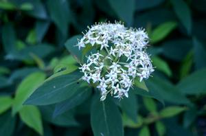 Photo courtesy of Greenleaf Nursery