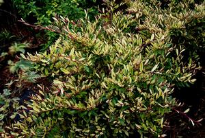 Photo courtesy of Greenleaf Nursery