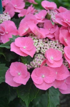 Photo courtesy of Greenleaf Nursery