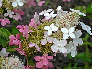 Photo courtesy of Greenleaf Nursery