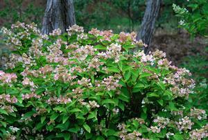 Photo courtesy of Greenleaf Nursery