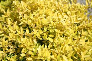Photo courtesy of Greenleaf Nursery