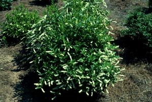 Photo courtesy of Greenleaf Nursery