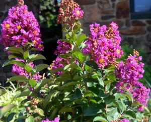 Photo courtesy of Greenleaf Nursery