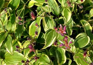 Photo courtesy of Greenleaf Nursery