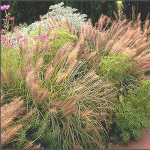 FOUNTAIN GRASS