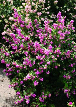 Photo courtesy of Baileys Nursery