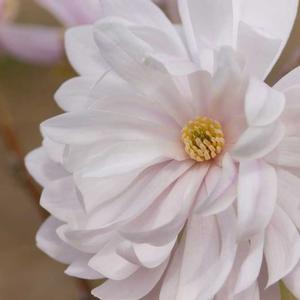 Photo courtesy of Baileys Nursery