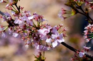 Photo courtesy of Baileys Nursery